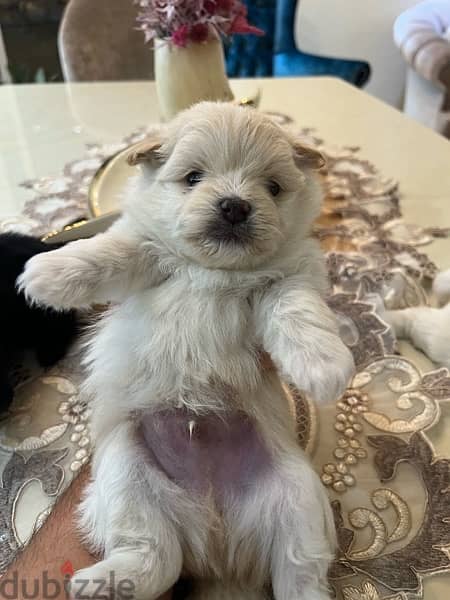 Maltipom: Pomerenian Mix Maltipoo Babies 1