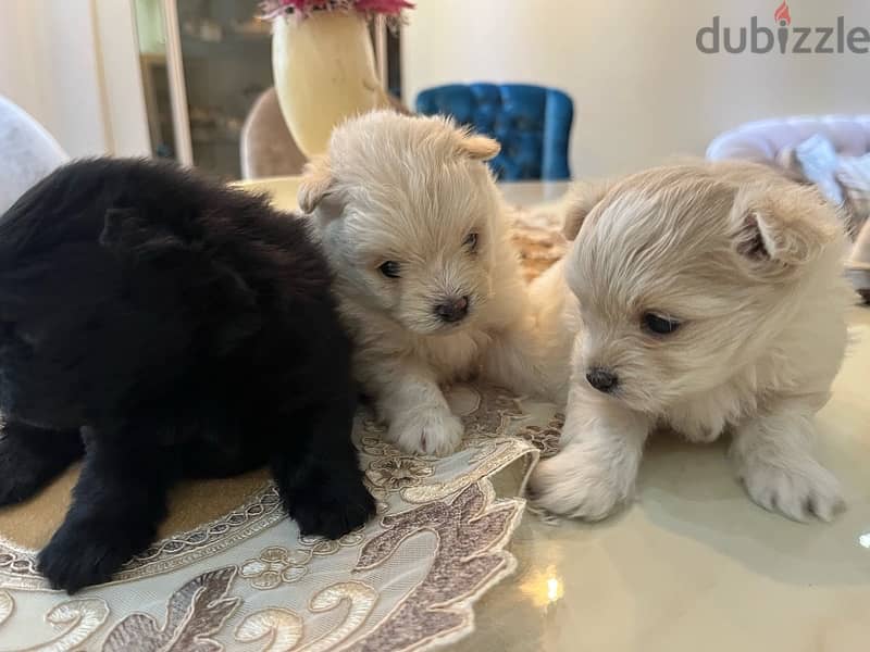 Maltipom: Pomerenian Mix Maltipoo Babies 2