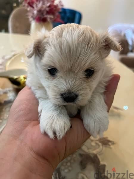 Maltipom: Pomerenian Mix Maltipoo Babies 3