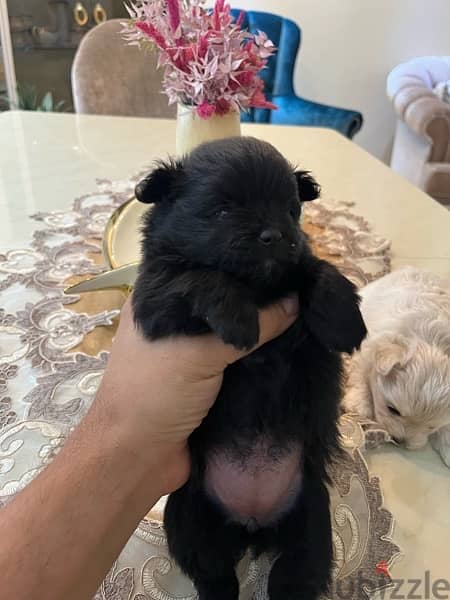 Maltipom: Pomerenian Mix Maltipoo Babies 4