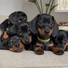 Duchshunds black and tan puppies/Available/Imported/dog/كلاب