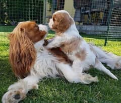 Cavalier king charles puppies/dog/كلاب/Delivery