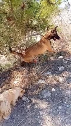 malinois