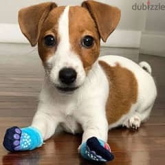 Jack Russell Puppies/dog/كلاب/Delivery/Available in Store