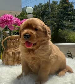 Golden Retriever puppy delivery 0