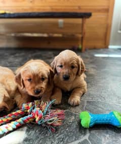 Golden Retriever Red Puppies