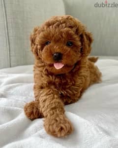 Toy Poodle Imported AVAILABLE Delivery