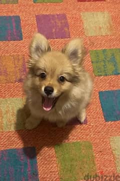 pomeranian