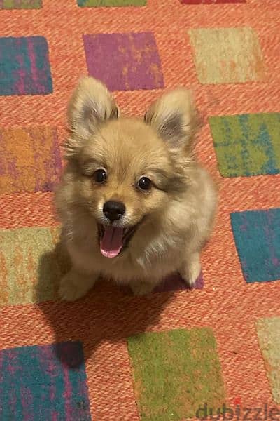 pomeranian dog 4 months 0