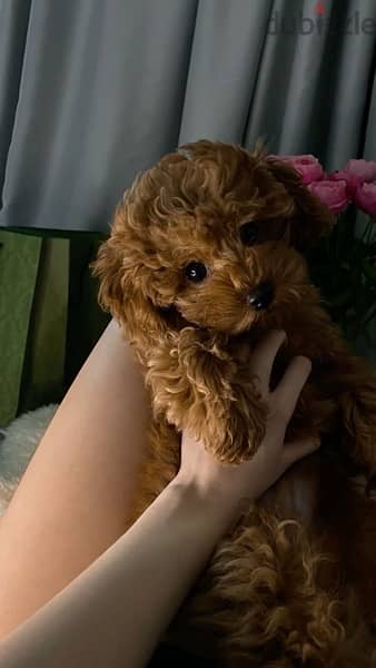 Imported Toy Poodle Puppy Brown DELIVERY