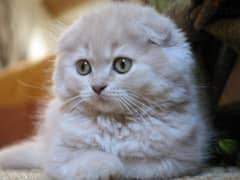 Male and Female Kittens Scottish fold