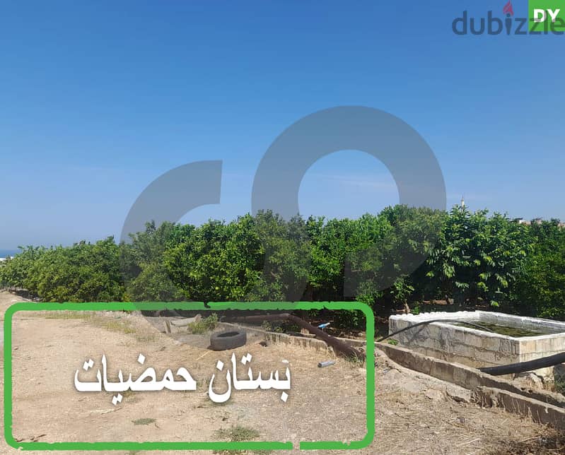 Agricultural land | Alman / Chouf علمان/الشوف بستان حمضياتREF#DY112545 0