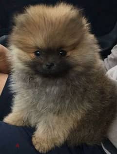 Pomeranian teacup