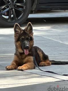 Pure German shepherd puppy / dog/كلاب