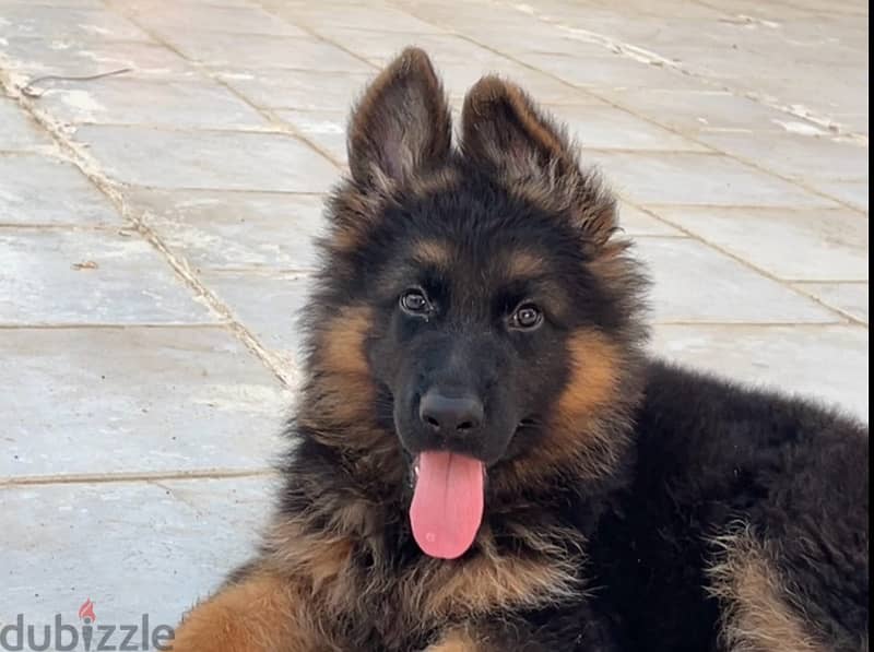 Pure German shepherd puppy / dog/كلاب 1