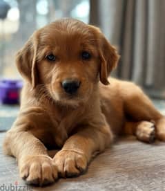 golden retriever dark colors 0