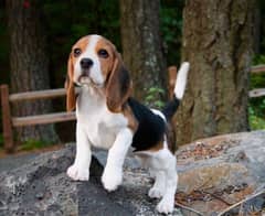 Beagle