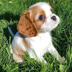 Cavalier King Charles puppy pure breed imported Dog Delivery كلاب