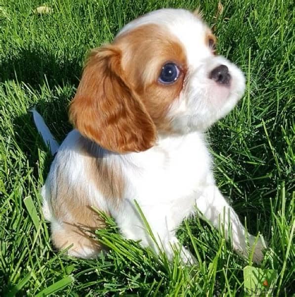 Cavalier King Charles puppy pure breed imported Dog Delivery كلاب 0