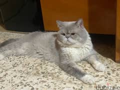 British shorthair Mature Male