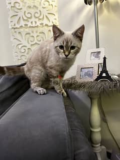 lynx point siamese kitten for sale