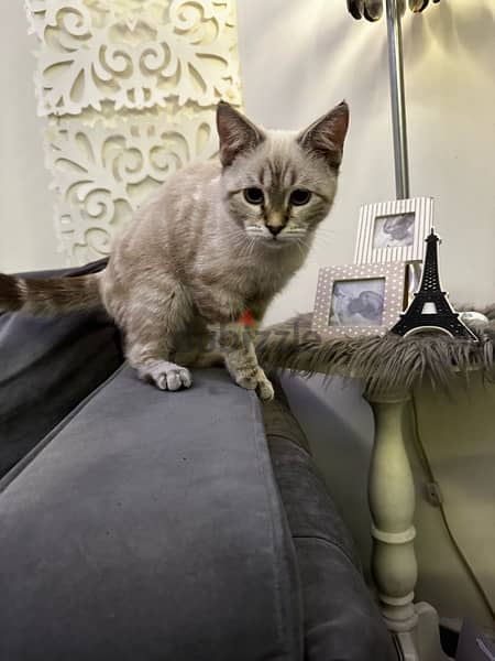 lynx point siamese kitten for sale 0