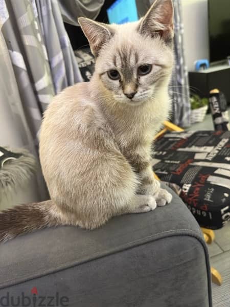 lynx point siamese kitten for sale 1