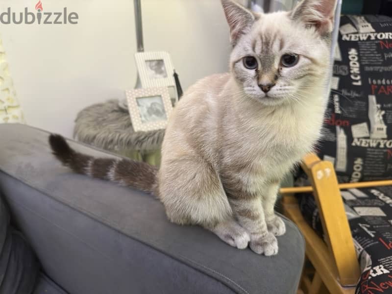 lynx point siamese kitten for sale 2