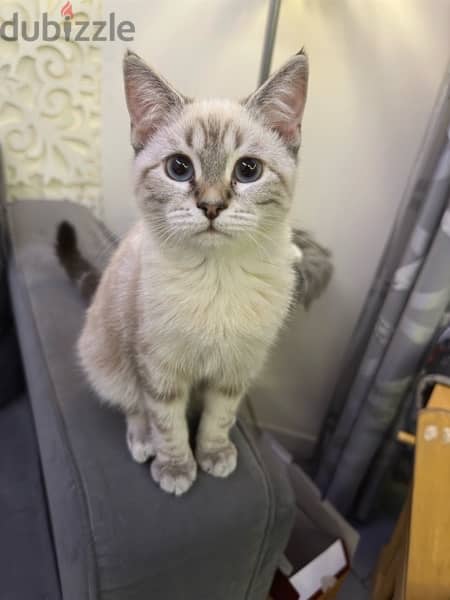 lynx point siamese kitten for sale 3