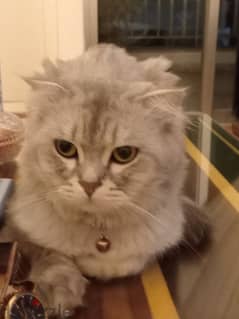 persian cat   gray & silver 0