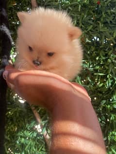 Pomeranian