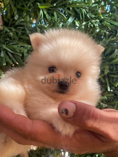 Pomeranian teacup 1