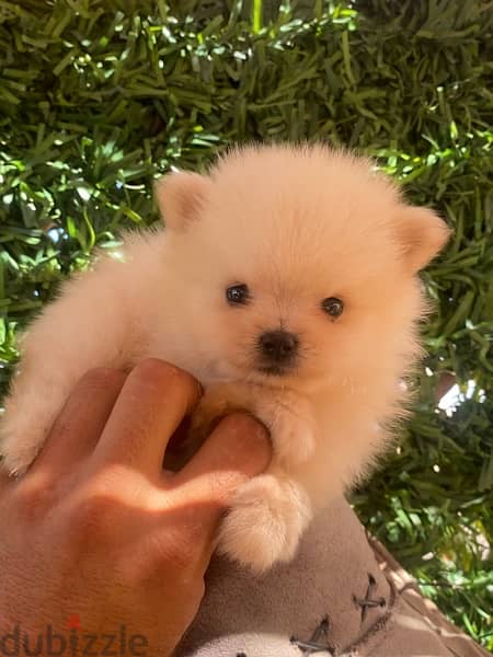 Pomeranian teacup 3