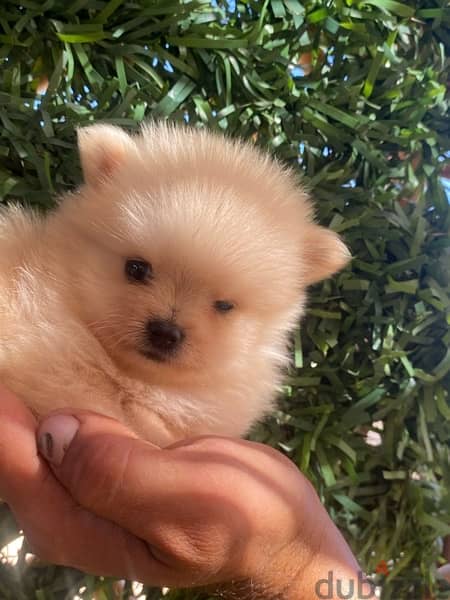 Pomeranian teacup 7