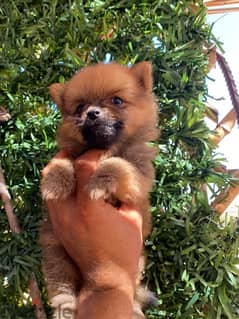 pomeranian teacup