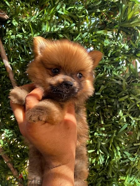 pomeranian teacup 2