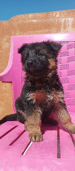 female German shepherd