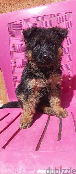 female German shepherd 1