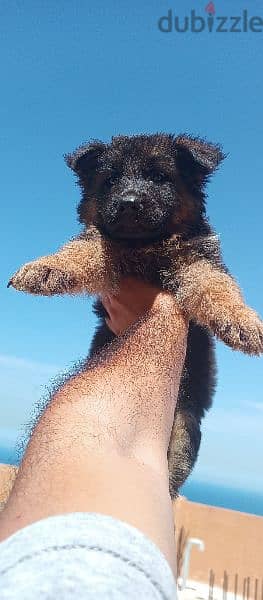 female German shepherd 3