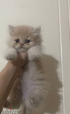 Female persian kitten 100$ 0