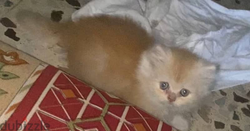 Female persian kitten 100$ 1