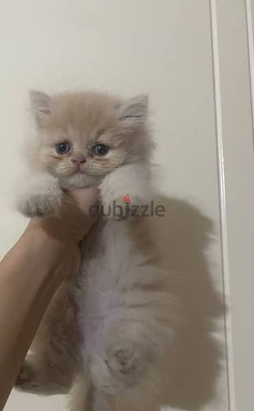 Female persian kitten 100$ 2