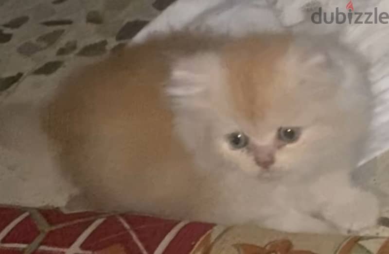 Female persian kitten 100$ 3