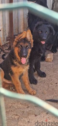 German shepherd