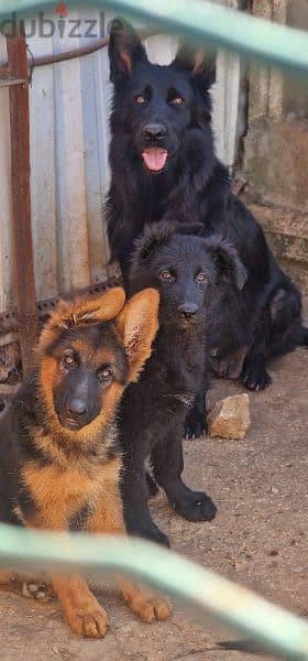 German shepherd 1