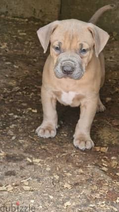 xxL pitbull fawn blue