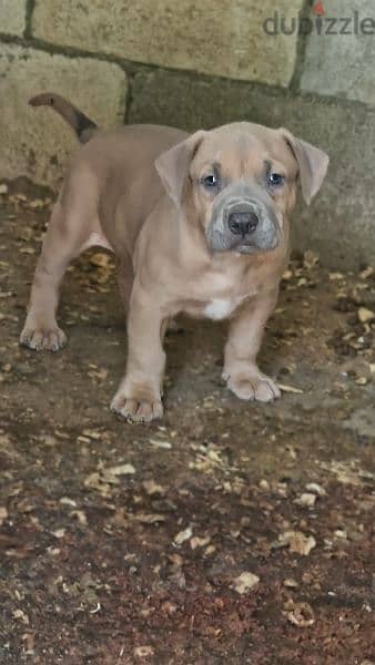 xxL pitbull fawn blue 1