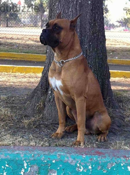 boxer king size 6