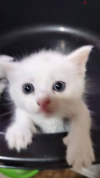 Persian white kittens 1