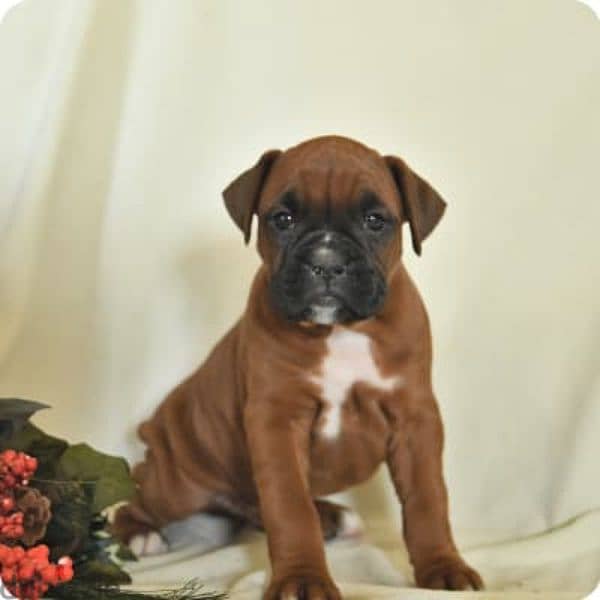 boxer special breed 3